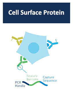 Cell Surface Protein